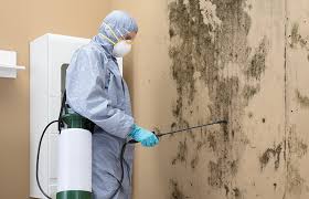 Why You Should Choose Our Mold Remediation Services in Jacksonville, TX